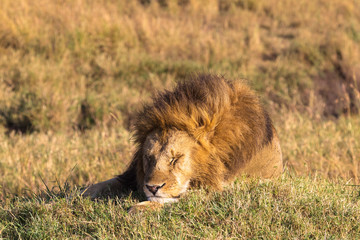 Fototapeta na wymiar Lion. Asleep king of beasts. Masai Mara, Africa 
