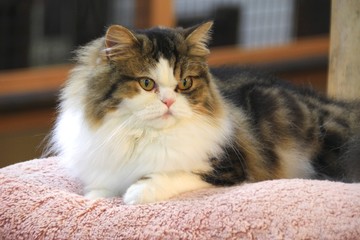 癒しの猫