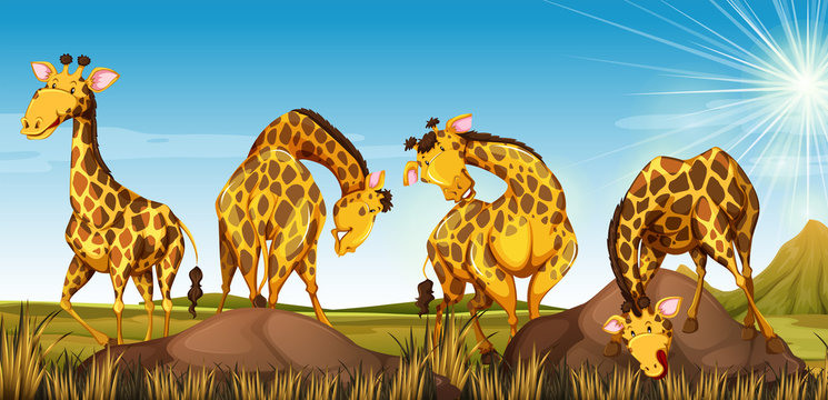 Four giraffes in the field