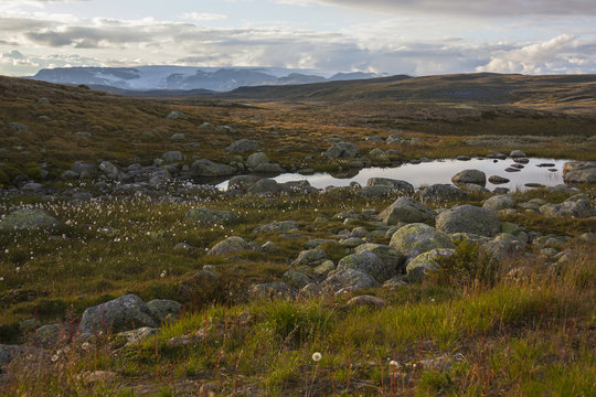 Small rivulet behind stones and small white flowers in the heart of Norwegian plateau