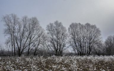 Snow covered grass and trees, winter landscape