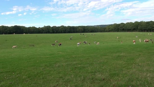A small herd of cattle start to head home across an English pasture. Long and fast zoom out to 4 second then still for 6 seconds.