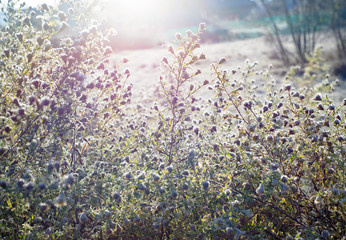 White wildflower meadow field camomile daisy floral vintage texture background