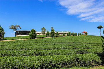 Fototapeta na wymiar Tea plantation in Chiang rai, Thailand