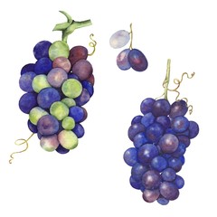 Grapes 2. Watercolor painting. Handmade drawing. Isolated on white