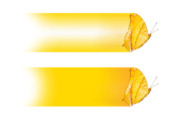 Text box design with butterfly the Cruiser (Vindula dejone erotella), Isolate on white