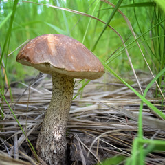 Boletus mushroom growing in the grass