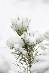 Little pine under snow.