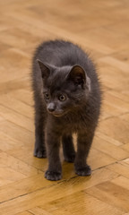 A beautiful portrait of a cute Russian blue kitten