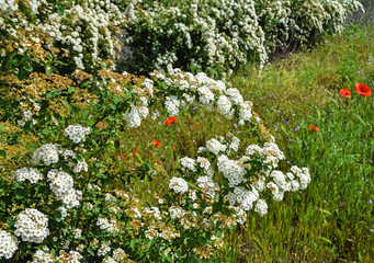 White flowers of the bush in the park