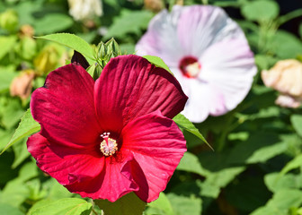 Mallow flowers in spring time