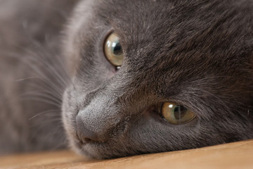 A beautiful portrait of a cute Russian blue cat