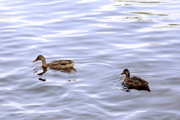 Two ducks floating on the river
