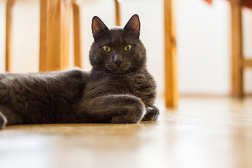 A beautiful portrait of a cute Russian blue cat