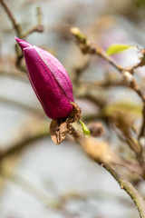 pink magnolia stem