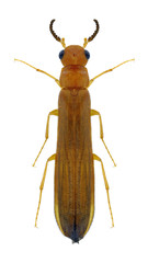 Beetle Elateroides flabellicornis on a white background