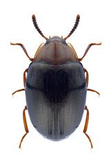 Beetle Scaphidema rousi on a white background