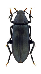 Beetle Melandrya caraboides on a white background