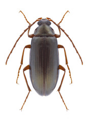 Beetle Gonodera macrophthalma on a white background