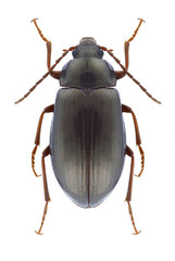 Beetle Gonodera macrophthalma on a white background