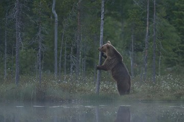 Fototapeta premium Brown bear standing in the misty forest at twilight