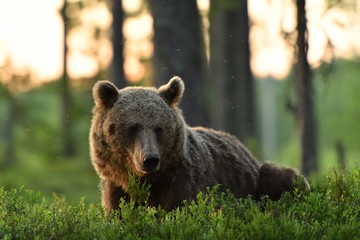 Fototapeta na wymiar European brown bear resting at sunrise in a forest