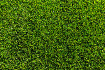 Obraz premium Green grass