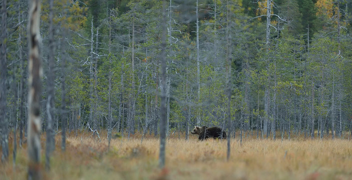 Brown bear walking in a forest landscape in the autumn