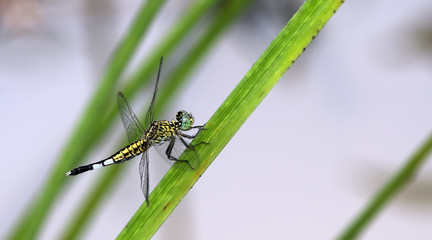 Fototapeta premium Dragonfly, Dragonflies of Thailand ( Acisoma panorpoides ), Dragonfly rest on green grass leaf
