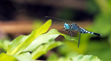 Dragonfly, Dragonflies of Thailand ( Acisoma panorpoides ), Dragonfly rest on green leaf