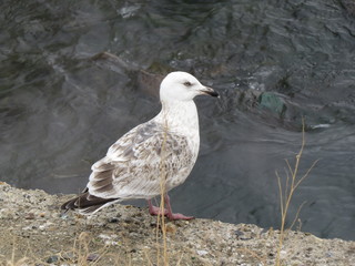 Seagull with blue eyes