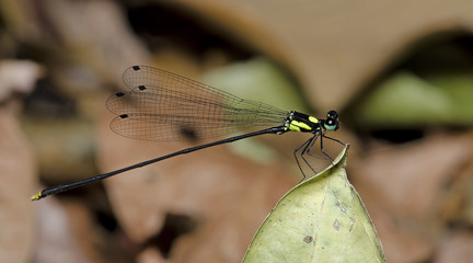 Dragonfly, Dragonflies of Thailand ( Coeliccia yamasakii ), Dragonfly rest on green leaf