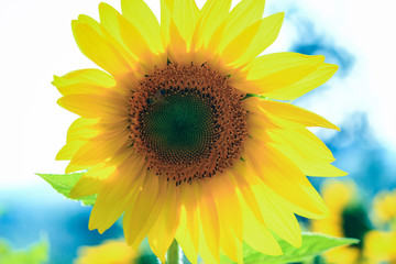 Obraz premium sun flower with day light
