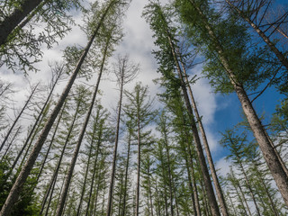 Coniferous tree forest