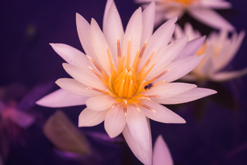 Obraz na płótnie Canvas close-up pink lotus
