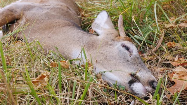 Deer head close-up dead. Victim of a collision with a car