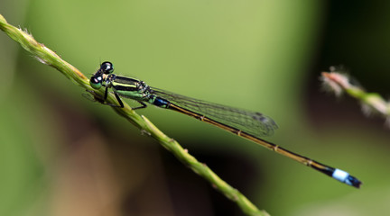 Dragonfly, Dragonflies of Thailand ( Ischnura senegalensis ), Dragonfly rest on green grass leaf