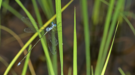 Dragonfly, Dragonflies of Thailand ( Lestes elatus ), Dragonfly rest on green grass leaf