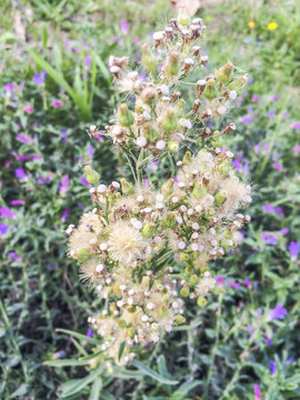 Horseweed Erigeron (Conyza) Canadensis