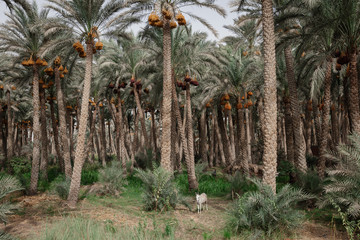 Small Donkey near palms plantation in Giza Egypt