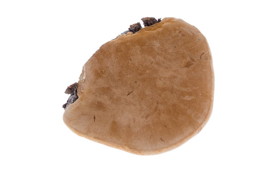 tinder fungus parasite on a white background
