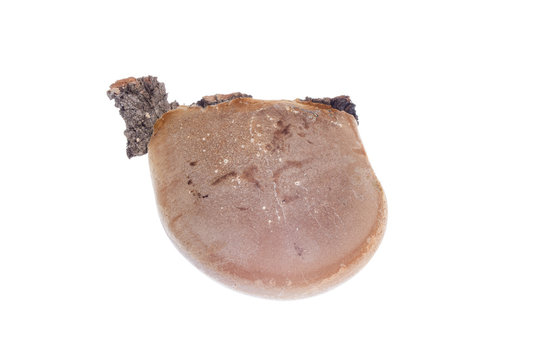 tinder fungus parasite on a white background