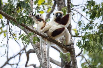 rare lemur Crowned Sifaka, Propithecus Coquerel, a female with a cub sits on a tree, Ankarafantsika Reserve, Madagascar
