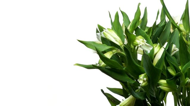 Time-lapse of white Alstroemeria flowers blooming. Studio shot over white.