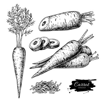 Carrot hand drawn vector illustration set. Isolated Vegetable