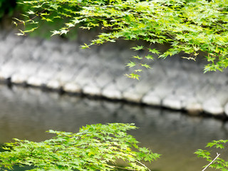 Green maple leaves and blur river in background