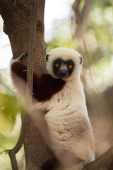 rare lemur Crowned Sifaka, Propithecus Coquerel, watching from a tree nearby, Ankarafantsika Reserve, Madagascar