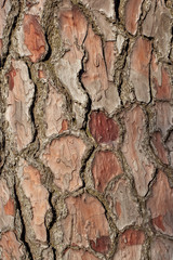 Pine-tree bark texture background