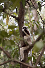 Obraz premium rare lemur Crowned Sifaka, Propithecus Coquerel, feeds on tree leaves, Ankarafantsika Reserve, Madagascar