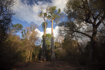 Fototapeta na wymiar High baobab reservation in Ankarana, Madagascar